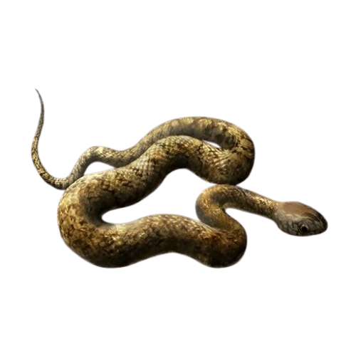 Oriental Ratsnake (2)